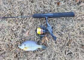 Ql00 Quantum Vintage Ultra-light Long Stroke Spinning Reel Crappie Bass Catfish