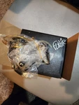 Flair Signed 2500 Googan Gold Spinning Reel. Fixed Price $200.00.