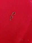 Daiwa Reel Part Anti Reverse Cam Spring Fits 308RL Plus # 144-5001. Fixed Price $10.96.