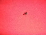 Daiwa Reel Part #363-5301, Handle Screw, Fit 208RL,212RL,508RL,512RL,206RL +. Fixed Price $12.97.