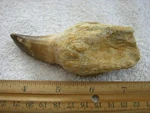 Dinosaur Tooth Bigger Jumbo Mosasaurus 4-6 Inch FC10. Fixed Price $50.99.
