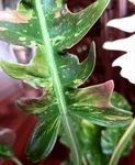 Rare Xl Philodendron Ring Of Fire 30" Tall 1 Gal Pot No Monstera Anthurium Aroid. Fixed Price $101.25.