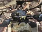 Bass Pro Megacast Baitcaster MGT10HA:R.H.,6.6:1 RATIO,4 B.b. New(other). Fixed Price $47.99.